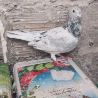 کفتر کرمونی