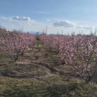 باغ|فروش زمین و ملک کلنگی|سراب, |دیوار