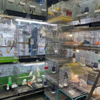 فروش پرنده عروس هلندی|پرنده|آستارا, |دیوار