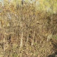 نهال گردوی کاغذی