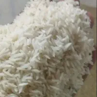 برنج شیرودی