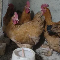 مرغ برهما طلایی|حیوانات مزرعه|مرند, |دیوار