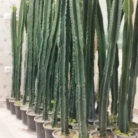 گل و کاکتوس افوربیا