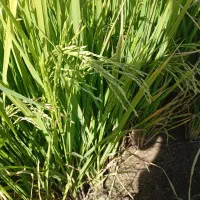 برنج طارم وزن بالا