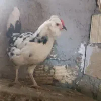 تخم مرغ گلین|حیوانات مزرعه|نهاوند, |دیوار