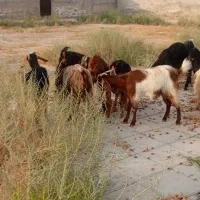 تیشتر بز رنگی آبستن یکدست