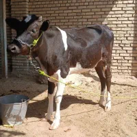 اهواز|حیوانات مزرعه|اهواز, کیانشهر|دیوار