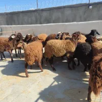 فروش بره ماده قطع شیر تا شیشک آبستن هترو