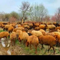 کسی قصاب خوب خواست درخدمت هستم