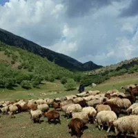 خر ی دار میش داشتی