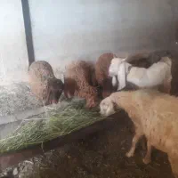 ۳تابره ماده یه میش ویه بزغاله
