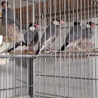 سه جفت فنج نرگسی|پرنده|سمنان, |دیوار