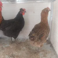 مرغ و خروس|حیوانات مزرعه|شیراز, کوشک میدان|دیوار