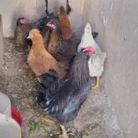 تخم مرغ گلین نطفه‌دار از مرغ‌های اصلی نژادهای اصلی|حیوانات مزرعه|قم, نوبهار|دیوار