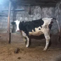 گاو|حیوانات مزرعه|فندقلو, |دیوار