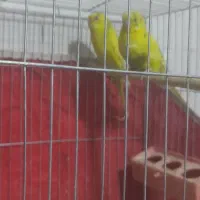 مرغ عشق برا فروش|پرنده|دشت آزادگان, |دیوار