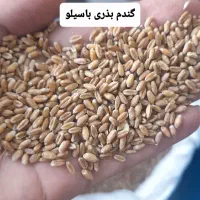 جو بذری و گندم بذری|خدمات باغبانی و درختکاری|علیآباد کتول, |دیوار