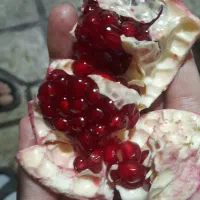 انار درجه ۱ کوهمره|خوردنی و آشامیدنی|شیراز, گلشن|دیوار