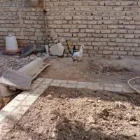 مرغ گلین|حیوانات مزرعه|شیروان (خراسان), |دیوار