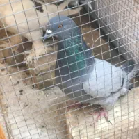 کبوتر نر اصفهانی بازیکن پرشی|پرنده|شاهینشهر, شهرک گلدیس|دیوار