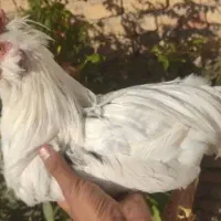 خروس گلین|حیوانات مزرعه|شیراز, زرهی|دیوار