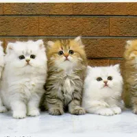 بریتیش بلو شجره‌دار|گربه|اراک, |دیوار