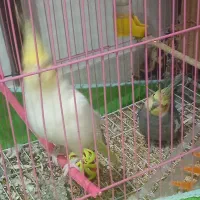 عروس هلندی جفت