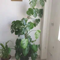 برگ انجیری|گل و گیاه طبیعی|قم, پردیسان|دیوار