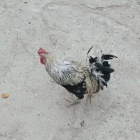 خروس محلی اصیل|حیوانات مزرعه|خورموج, |دیوار