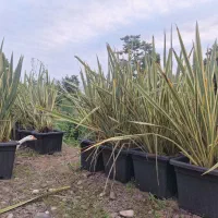 گل و گیاه ،کنف نیوزلندی