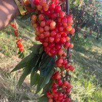 انبه خرمالو زغال‌اخته زالزالک زردآلو کیوی زیتون|خدمات باغبانی و درختکاری|سمنان, |دیوار