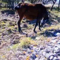 اسب|اسب و تجهیزات اسب‌سواری|اردبیل, |دیوار