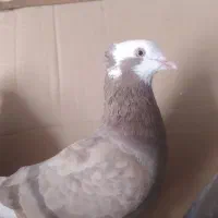 ماده قلاقی کاکولی