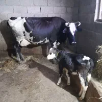 گاو با گوساله گوساله لیشه