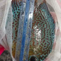 ماهی دیسکس مولد|ماهی|نیشابور, امام|دیوار