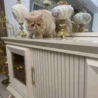 گربه پرشین|گربه|تبریز, |دیوار