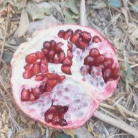 انار درجه یک