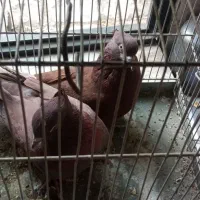 سهره کفتر عروس فنج