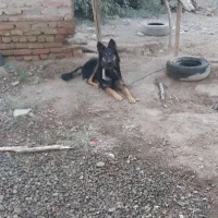 سگ ژرمن دو رگه