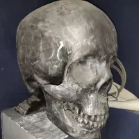 مجسمه اسکلت دکوری فیگور اسکلت مناسب میز دکور پوشاک|مجسمه، تندیس، ماکت|تهران, نازیآباد|دیوار