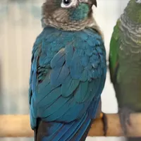 جوجه گرینچیک تازه دونخور تست داده