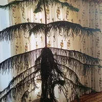 کاج مطبق سایز بزرگ