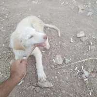 سگ خانگی