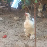 مرغ خروس برهما