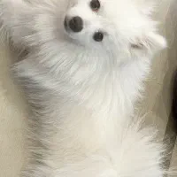 فروش پامر ۲ ساله نر|سگ|مشهد, چهارچشمه|دیوار