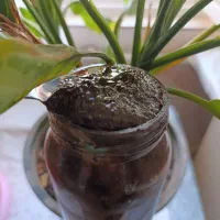 رب آلوچه شمال