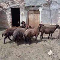 شیشک افشاری