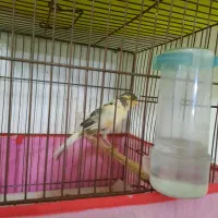 قناری ماده آماده آماده