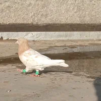 کله زرد|پرنده|لنجان, |دیوار