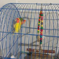 طوطی کوتوله جفت|پرنده|شاهینشهر, عطار|دیوار